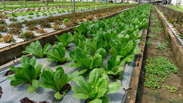 Φυτεία Λαχανικών Βιολογικές Γεωργικές Εκτάσεις Νεαρά Φύλλα Πράσινου Και Κόκκινου — Φωτογραφία Αρχείου