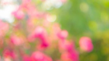 Bokeh resmi pembe çiçek ve yeşil yapraklardan bulanık arkaplan