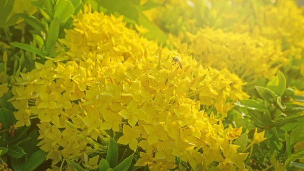 在柔和的阳光下 一丛簇黄色花瓣在朦胧的绿叶背景上绽放 — 图库照片