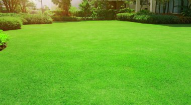  Fresh green manila grass smooth lawn with curve form of bush, trees on the background in the house's garden  under morning sunlight clipart