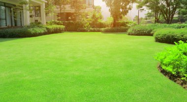  Fresh gardening green Burmuda grass smooth lawn with curve form of bush, trees on the background in the house's garden  under morning sunlight clipart