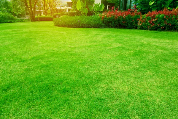  Taze yeşil çimenler, kıvrımlı çalı şekilli sabah güneşi altında.