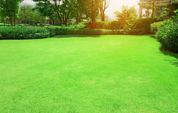 新鮮な緑のブルムダ草の滑らかな芝生の茂みの曲線の形 朝の日差しの下で家の庭の背景に木 — ストック写真