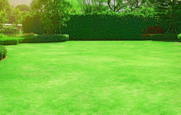 Fresh Gardening Green Grass Smooth Lawn Ficus Wall Trees Background — стоковое фото