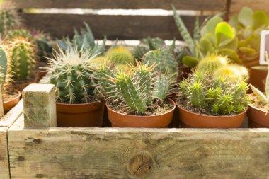 Kahverengi dikenli dikenli dikenli yeşil kaktüs karışımı. Ahşap kutunun içine kahverengi plastik kap yerleştiriyor.