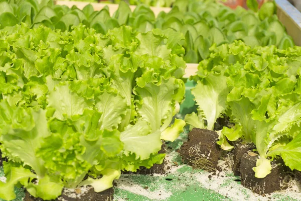 Folhas Verdes Jovens Vegetais Caixa Plástico Verde Preparando Para Plantação — Fotografia de Stock