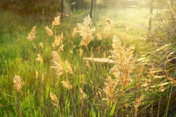 Beautifu Naturel Bloeiende Gras Landschap Een Landelijke Groene Weide Onder — Stockfoto