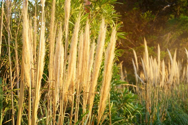 夏の夕方の柔らかいフレアの日没の下で農村部の緑の牧草地で乾燥した開花草の風景 — ストック写真