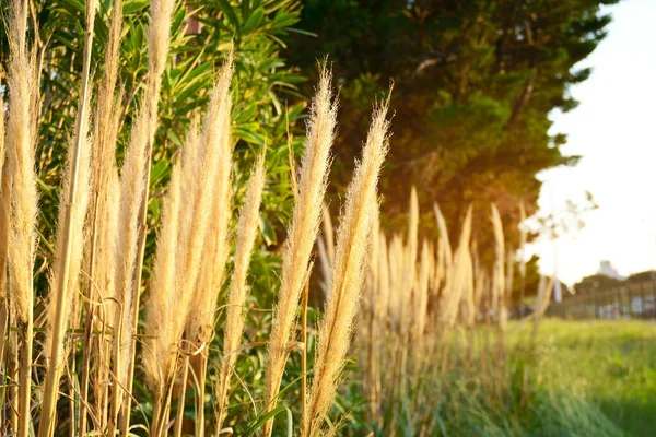 夏の季節の柔らかいフレアの日の出の朝の下の農村部の緑の牧草地で乾燥した開花草の風景 — ストック写真