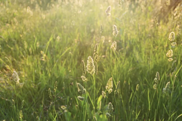 夏の季節の柔らかいフレアの日の出の朝の下の農村部の牧草地での自然の開花草の美しい風景のぼかし写真 — ストック写真