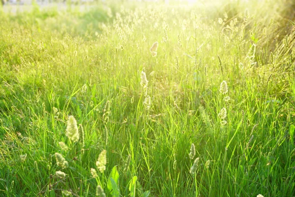 Prachtig Landschap Van Natuur Bloeiende Gras Een Landelijk Groen Weiland — Stockfoto