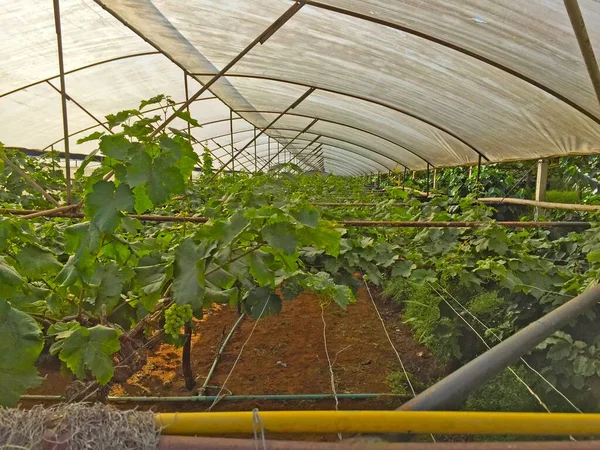 Groene Rauwe Druivenmoestuin Aanplant Biologische Wijngaard Boerderij Rode Wijn Produceren — Stockfoto
