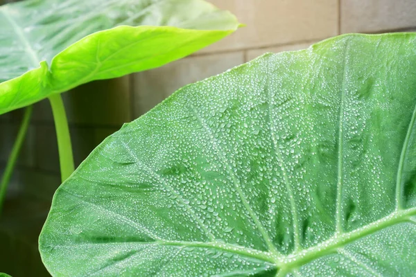 Droplet Water Raindrops Fresh Green Giant Leaflet Elephant Ear Plant — Stock Photo, Image