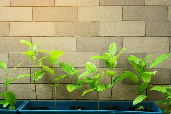 A row fresh green young plants of Jackfruit and water droplets from raindrops on green leaf, planted in blue plastic container, grey brick wall on the background