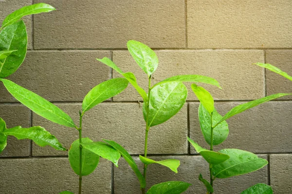 Een Rij Verse Groene Jonge Planten Van Jackfruit Waterdruppels Van — Stockfoto