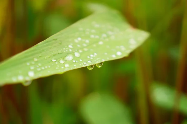 Gota Agua Las Gotas Lluvia Planta Hoja Canna Agua Verde —  Fotos de Stock