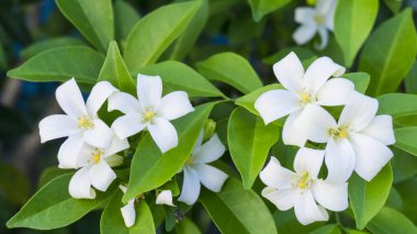 Yeşil yapraklı taze turuncu Jessamine 'in güzel beyaz pitalleri, başka bir isimle tropikal bitkiler Andaman satinwood, Çin kutusu ağacı ve kozmatik ağaç kabuğu, parfüm ürünleri için bir çeşit hoş kokulu bitki.
