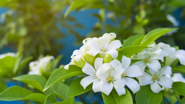 太陽の下で緑の葉の背景にオレンジジェサミンの花のかなり白い花弁 熱帯植え付けAndaman Satinwood 中国の箱木と化粧品樹皮 香水製品の香りの植物として知られています — ストック写真