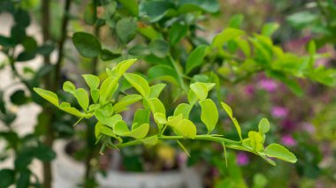 Kafir kireç dallarının yeşillik yaprakları yeşil yaprak tomurcuğuyla portakal rengi güneş ışığı altında yetişir. Makrut, Tayland kireci ve narenciye meyvesi olarak bilinir.