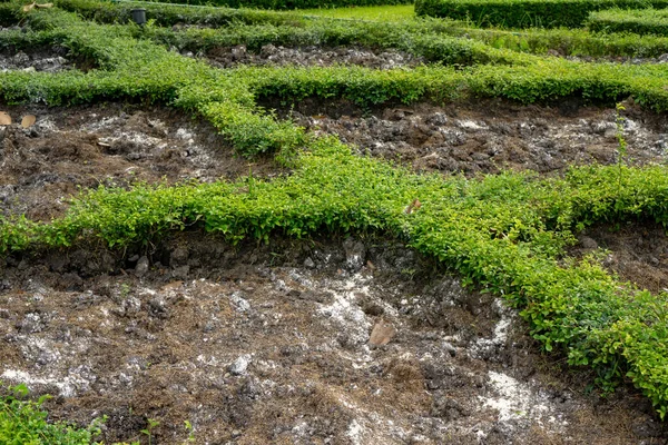 Grondbewerking Groene Bladeren Filippijnse Thee Boderfor Plantage Van Plantentuin Kwekerij — Stockfoto