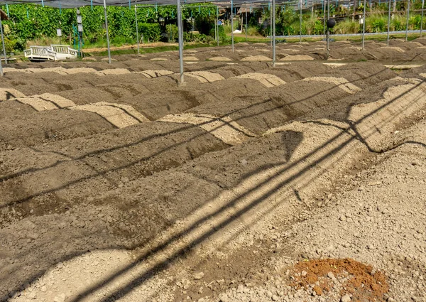 Przygotowanie Gleby Sadzenia Szkółki Sadzeniowej Pod Siatką Zacieniającą Gospodarstwie Orgarnicznym — Zdjęcie stockowe