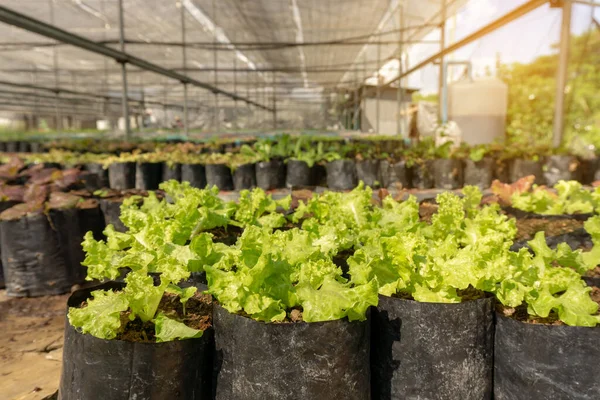 Növényi Ültetvény Ökológiai Mezőgazdasági Területen Fiatal Zöld Levelű Saláta Palánta — Stock Fotó