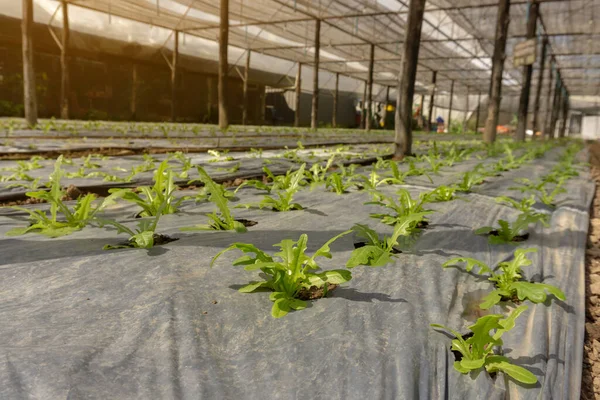 Növényi Ültetvény Ökológiai Mezőgazdasági Területen Fiatal Zöld Levelű Saláta Palánta — Stock Fotó
