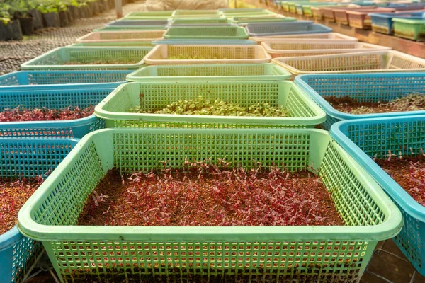 Vegetabilisk Plantering Ekologisk Jordbruksmark Ung Grön Och Röd Blad Sallad — Stockfoto