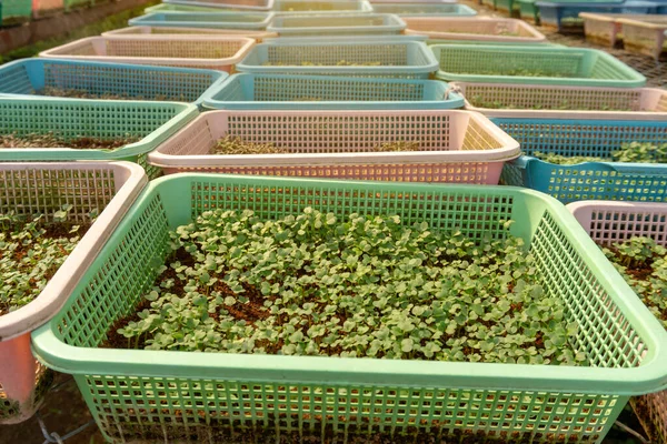 Φυτεία Λαχανικών Οργανικές Γεωργικές Εκτάσεις Νεαρά Πράσινα Και Κόκκινα Φύλλα — Φωτογραφία Αρχείου