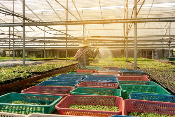 Plantação Vegetais Terras Agrícolas Orgânicas Trabalhador Regando Jovem Folha Carvalho — Fotografia de Stock