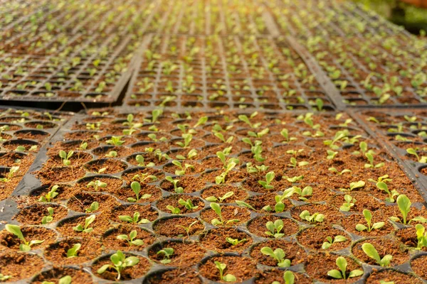 Növényi Ültetvény Ökológiai Mezőgazdasági Területen Fiatal Zöld Tölgyfalevél Saláta Palánta — Stock Fotó