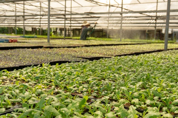 Vegetabilisk Plantering Ekologisk Jordbruksmark Arbetare Vattna Unga Gröna Och Röda — Stockfoto