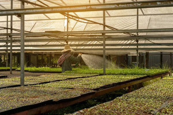 Növényi Ültetvény Ökológiai Mezőgazdasági Területen Fiatal Zöld Vörös Tölgyfa Levelű — Stock Fotó