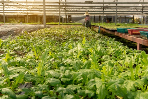 Φυτεία Λαχανικών Οργανικές Γεωργικές Εκτάσεις Εργαζόμενος Ποτίζοντας Νεαρά Πράσινα Και — Φωτογραφία Αρχείου