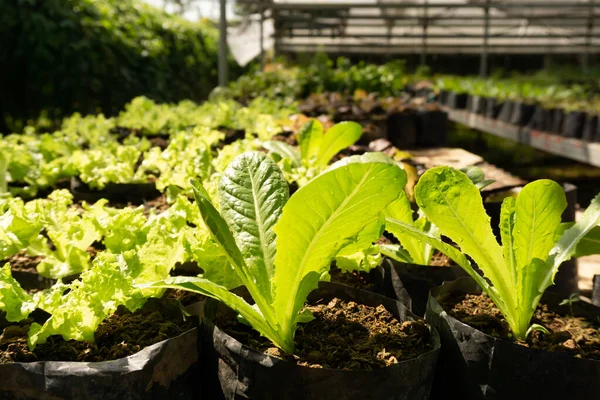 Gemüseanbau Auf Biologischem Ackerland Junger Grüner Eichenblättersalat Der Sich Auf — Stockfoto