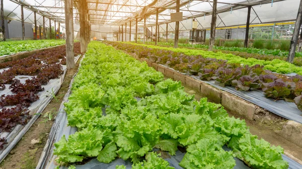 Plantação Vegetais Terras Agrícolas Biológicas Mudas Alface Carvalho Verde Vermelho — Fotografia de Stock