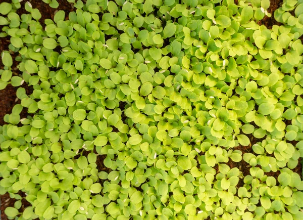 Plantação Vegetais Terras Agrícolas Orgânicas Mudas Alface Carvalho Verde Jovem — Fotografia de Stock