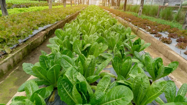 Φυτεία Λαχανικών Βιολογικές Γεωργικές Εκτάσεις Νεαρά Φύλλα Πράσινου Και Κόκκινου — Φωτογραφία Αρχείου