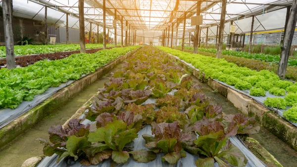 Növényi Telepítés Ökológiai Mezőgazdasági Területen Fiatal Zöld Vörös Tölgyfalevél Saláta — Stock Fotó