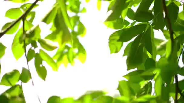 Přírodní Větve Čerstvých Zelených Listů Stromě Kymácející Větrem Foukat Pod — Stock video