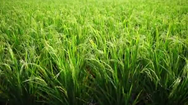 Arroz Verde Que Crece Campo Viento Sopla Hojas Largas Arroz — Vídeo de stock