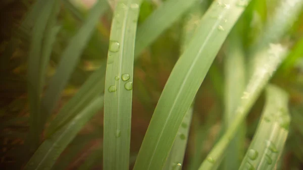 Green long leaves of Lemongrass herbal plant with clear transparent raindrop and bokeh blurred star shape of dew drop backgrounds in rains season, selective focus image