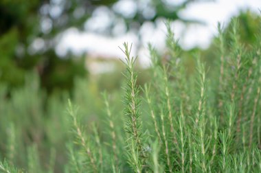 Biberiye kokulu bitkiler, geleneksel İngiliz kır evlerinin arka bahçelerinde duyusal organik bahçeler yetiştiren yeşil iğneli yapraklara sahip yenilebilir odunsu bitkilerdir.