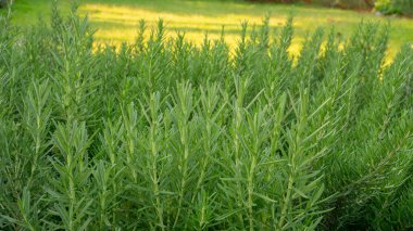 Lavanta ve biberiye kokulu bitkiler, geleneksel İngiliz kır evlerinin arka bahçelerinde duyusal organik bahçeler yetiştiren yeşil iğneli yapraklarla yenilebilir ahşap bitkilerdir.