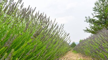 Lavanta çiçeğinin güzel mor yaprakları bulutlu gökyüzünün altındaki bir tarlada çiçek açıyor, arka planda dağ, seçici odak ve yakın plan fotoğrafı