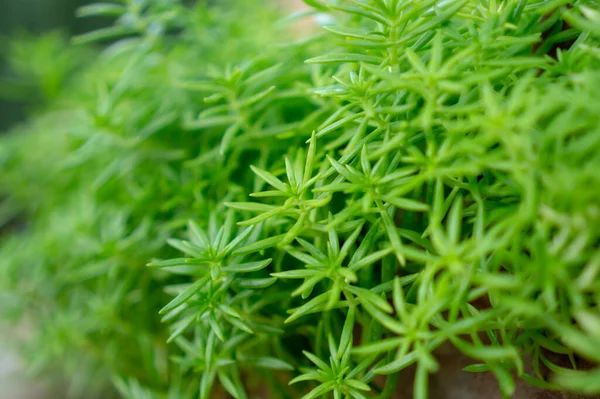 Fresh greenery foliage of needle-like leaves of Sedum angelina plant or stonecrop spreading in cray pottery on blurry background