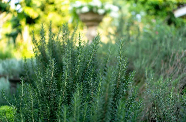 植え付け官能的な有機庭園 ローズマリー香りのハーブは 伝統的な英語のコテージ裏庭に緑の針のような葉を持つ食用の木質多年生植物です — ストック写真