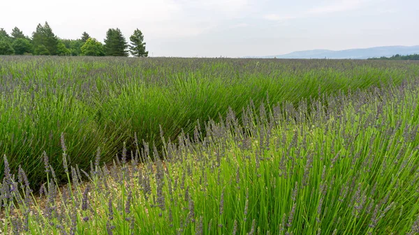 Belas Pétalas Roxas Flor Broto Jovem Lavanda Florescem Folhas Verdes — Fotografia de Stock