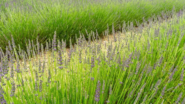 Lindas Pétalas Roxas Flor Broto Jovem Lavanda Florescer Linha Campo — Fotografia de Stock