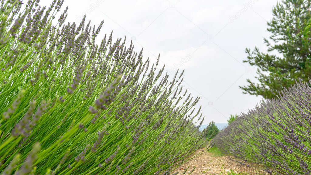 Beautiful purple petals of Lavender young bud flower blossom in row at a field under cloudy sky, mountain on background, selective focus and closeup photo